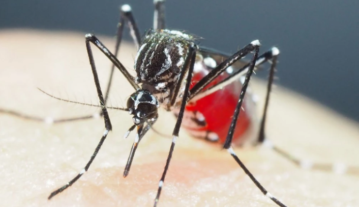 Aumento casos de dengue en Francia