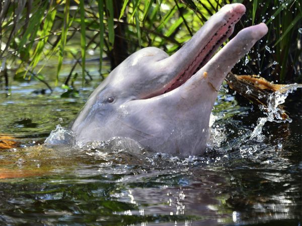delfines, ambiente, salvavidas