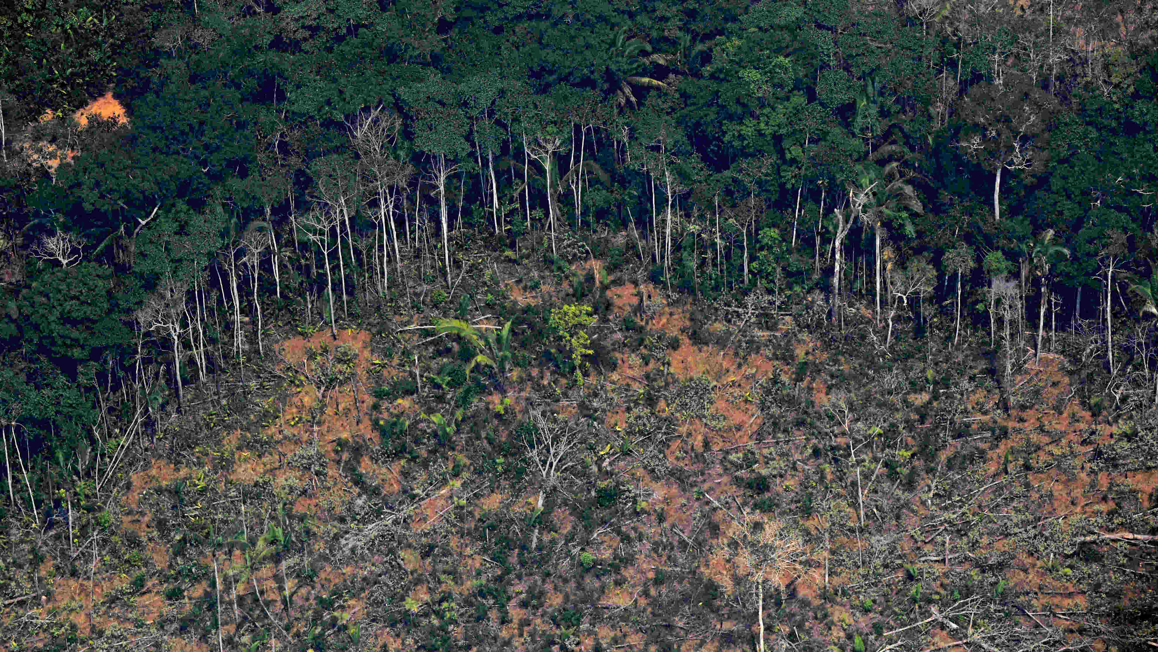  pérdida de bosques