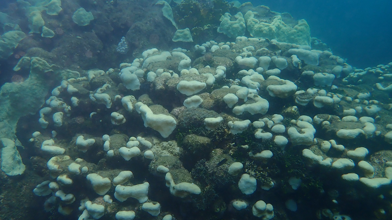 Corales en Colombia 