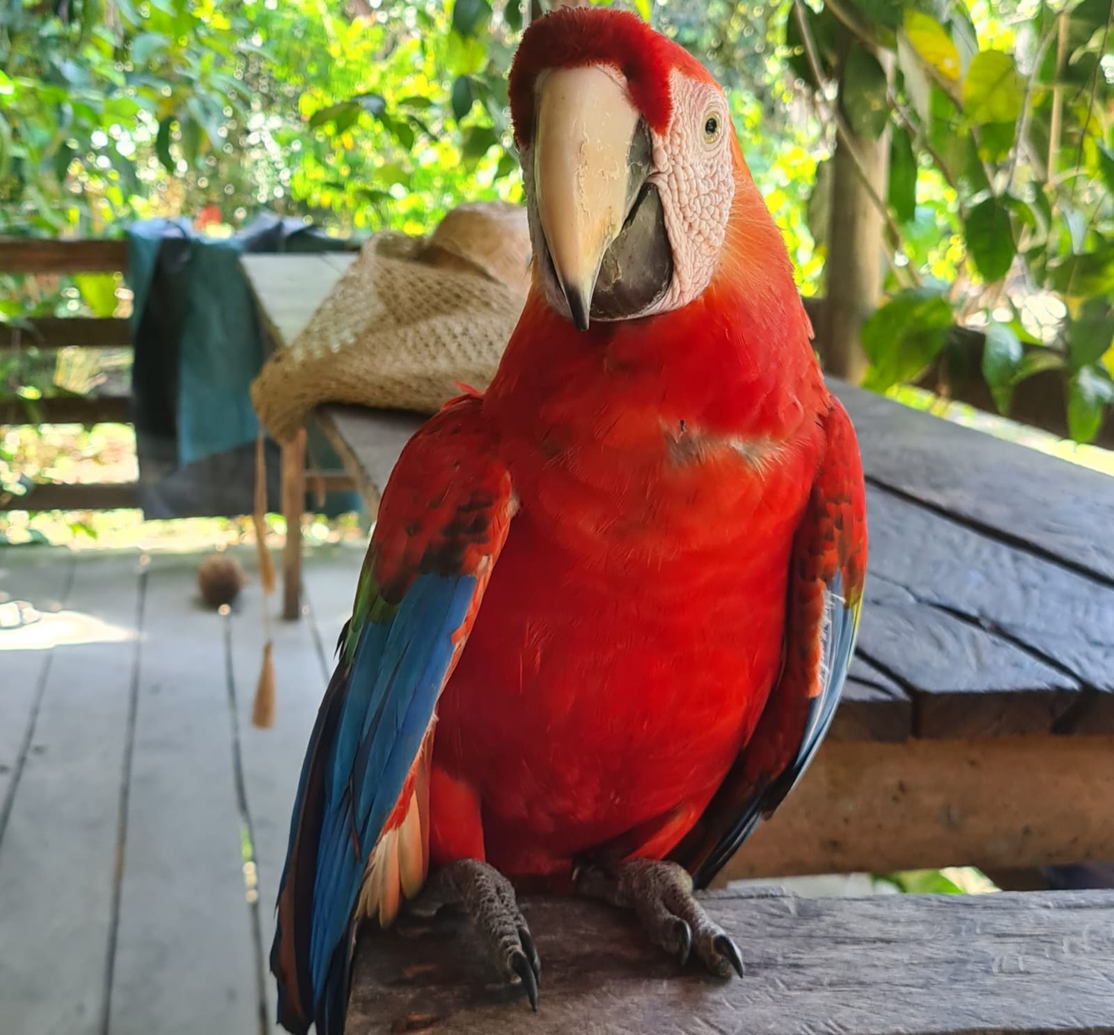 Guacamaya