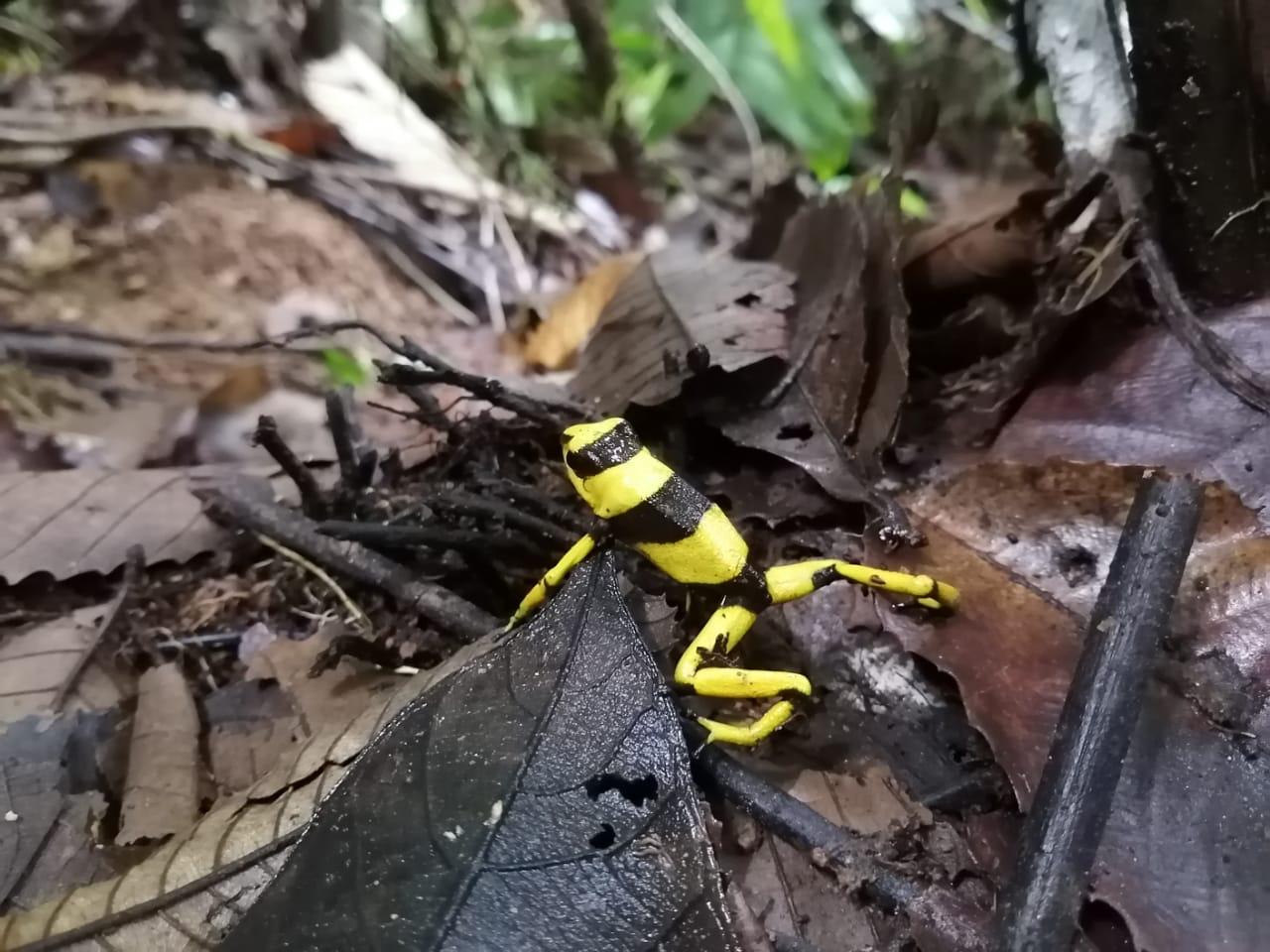 Capturan extranjera que iba a sacar 130 ranas venenosas desde El Dorado |  El Nuevo Siglo