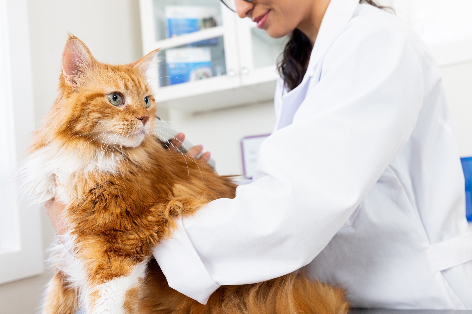 No deje salir a su gato: Cuidado con la anemia infecciosa