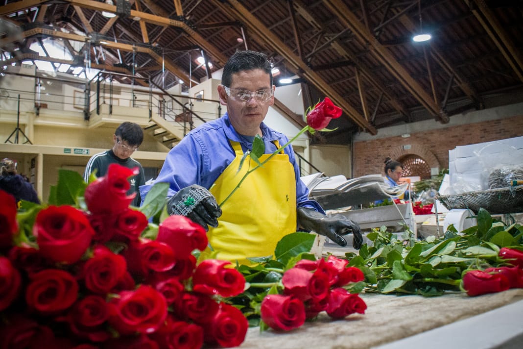 Llega San Valentín la fecha más esperada por los floricultores