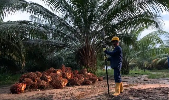 Producción de aceite de palma bajó 8.4% en un año