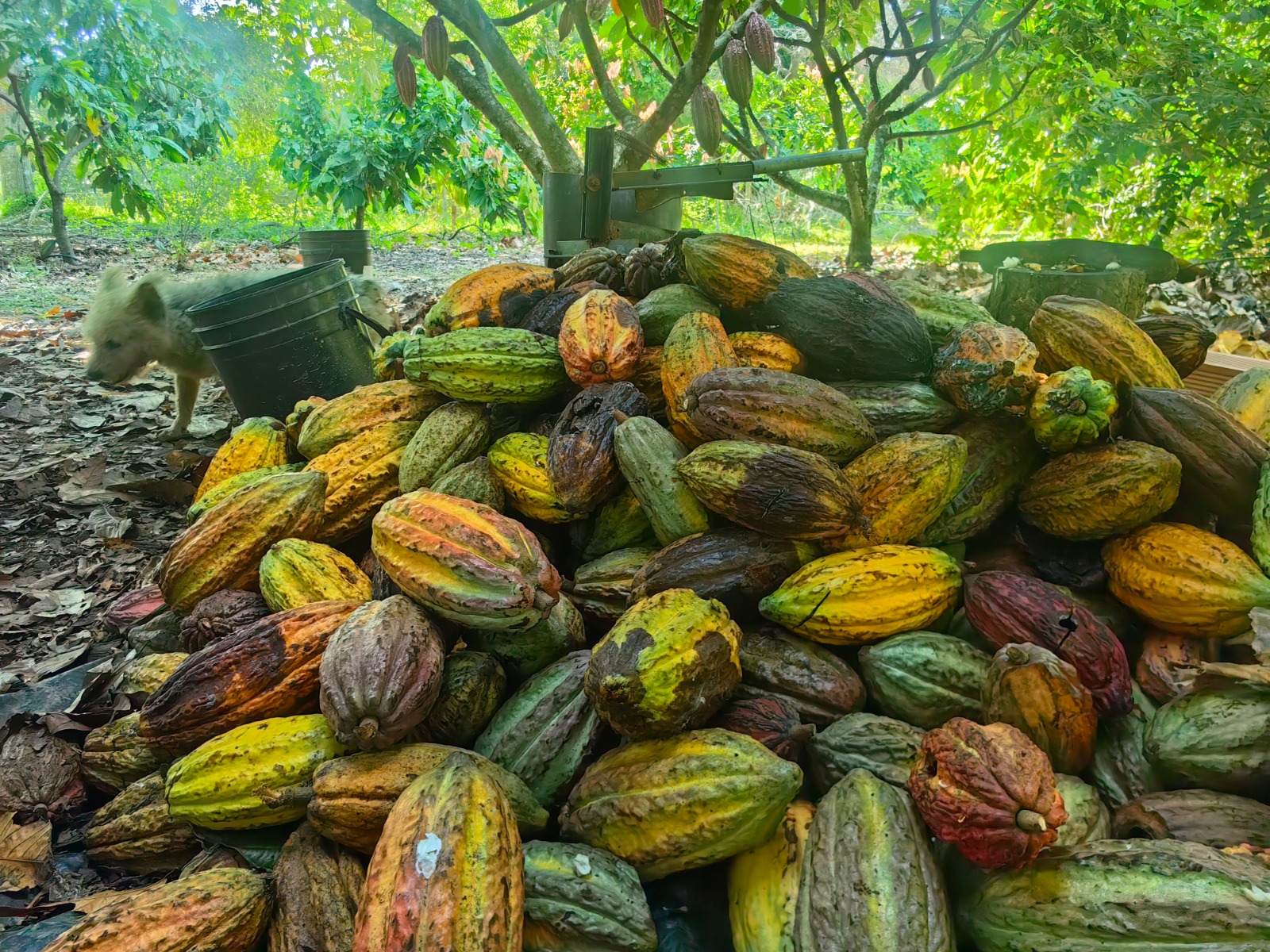 Economia colombiana