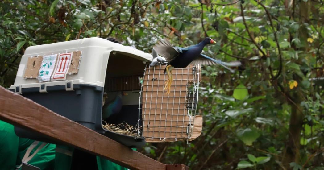 Liberación de aves.