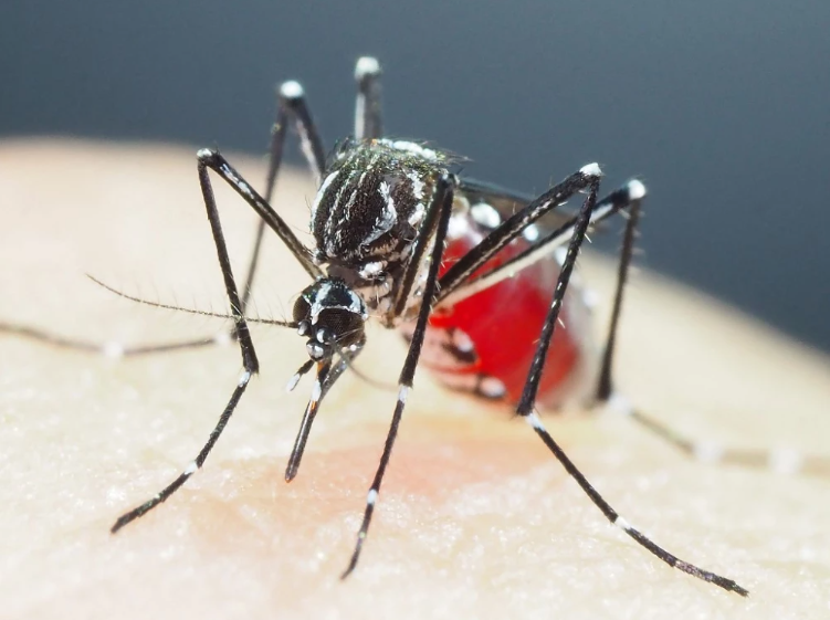 Aumento casos de dengue en Francia