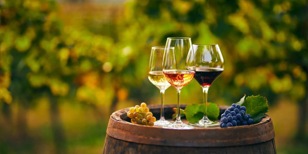 Conozca la ruta vinícola en el país