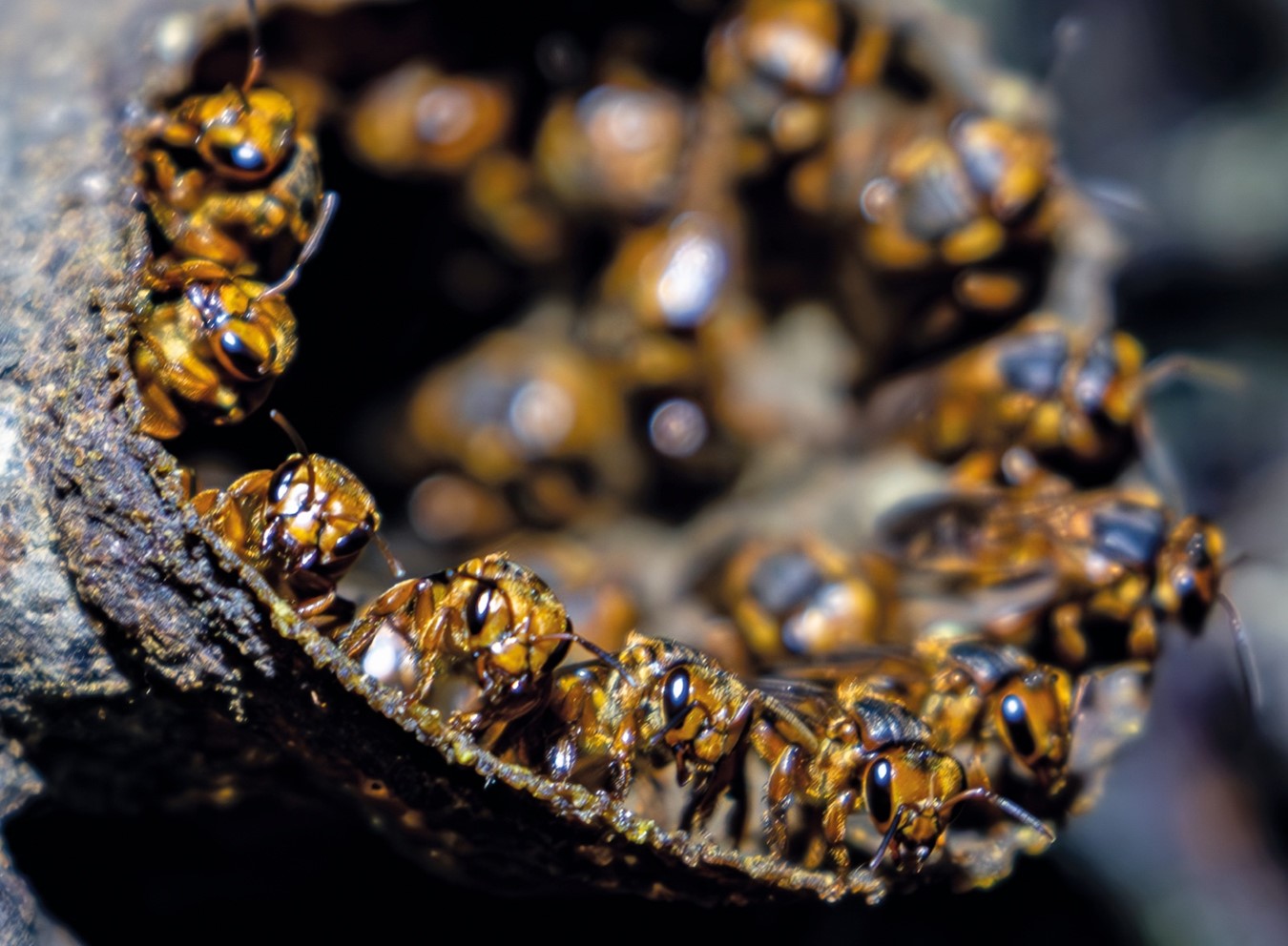 Especies de abejas