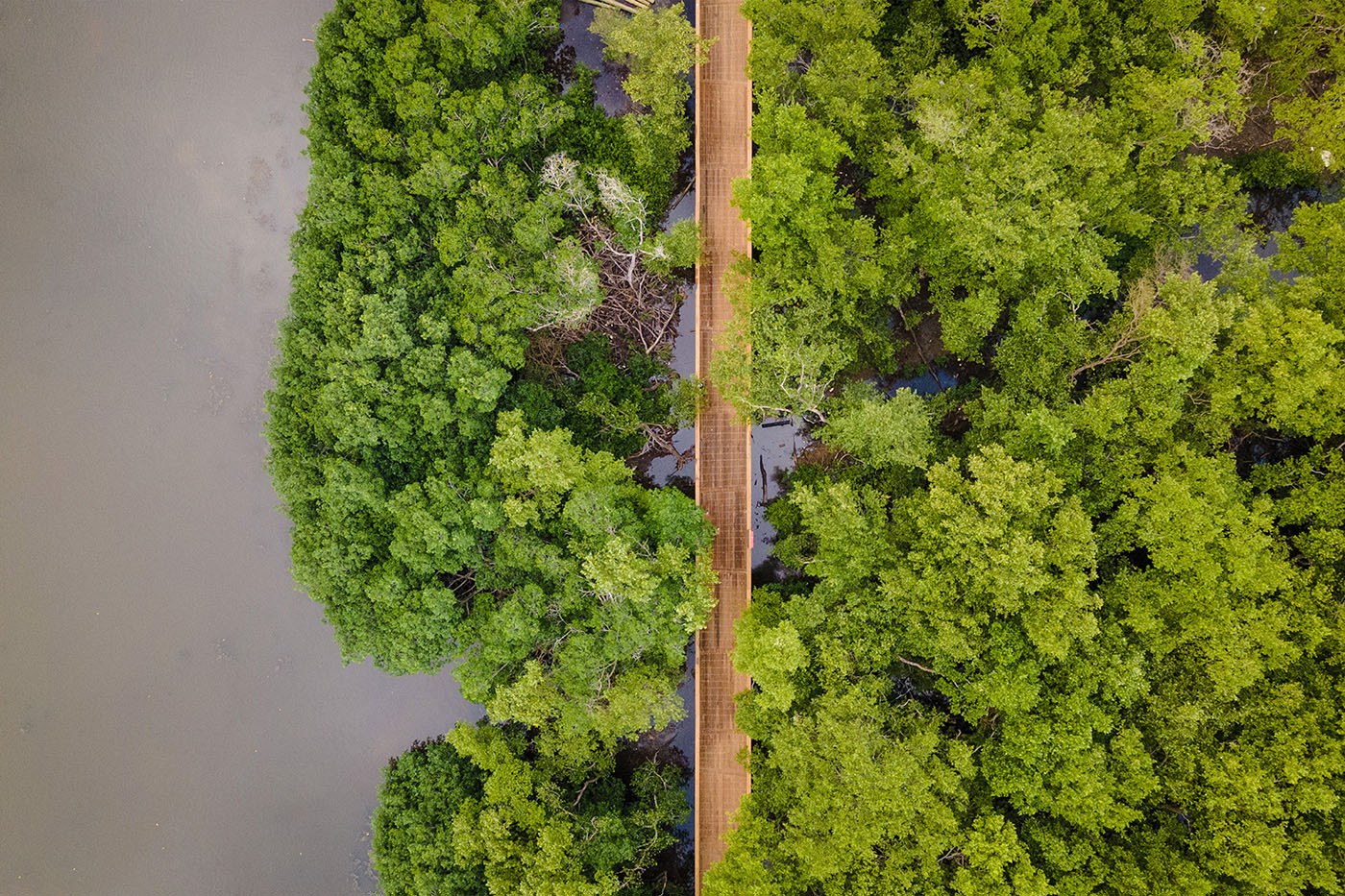 Bosques costeros 