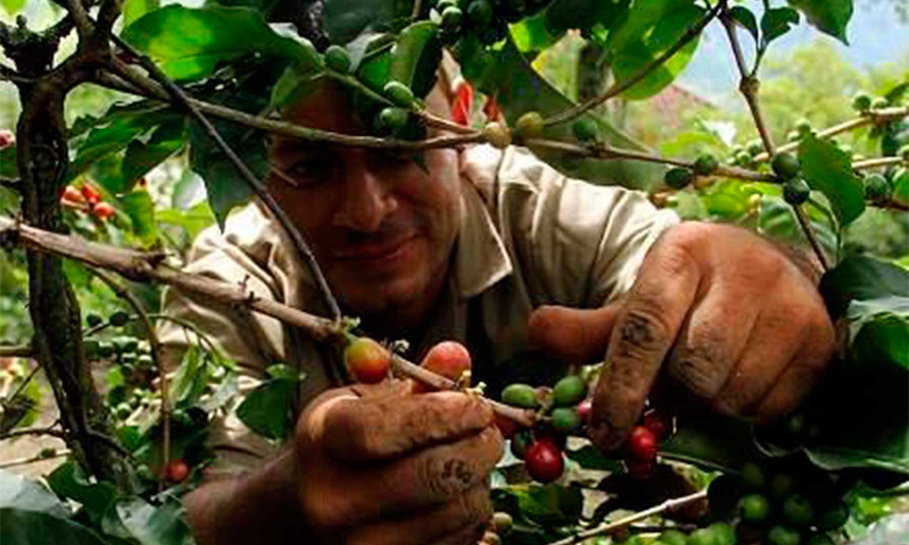 producción de grano