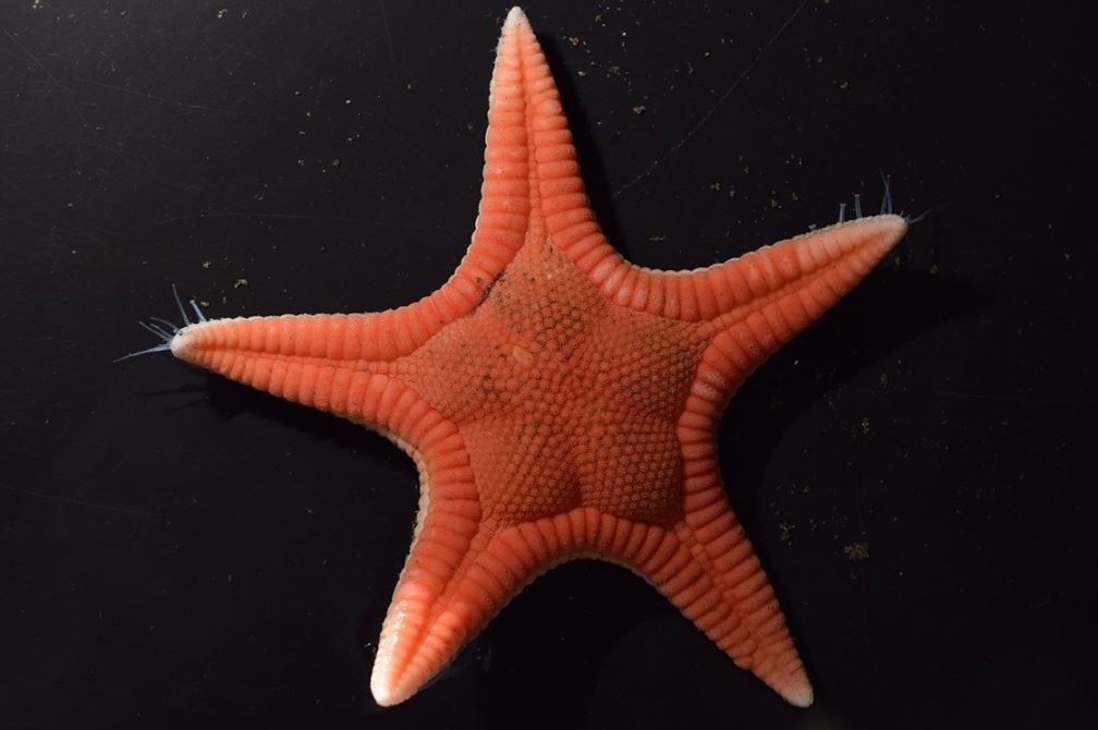 Estrella de Mar 