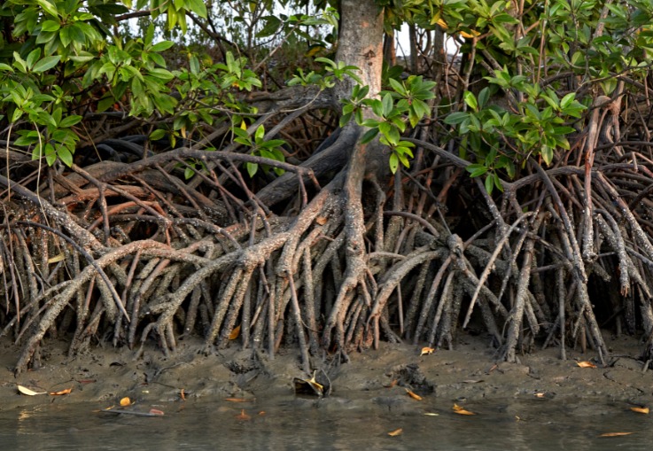 Minambiente tendrá reglamentar manejo de ecosistemas comunes 