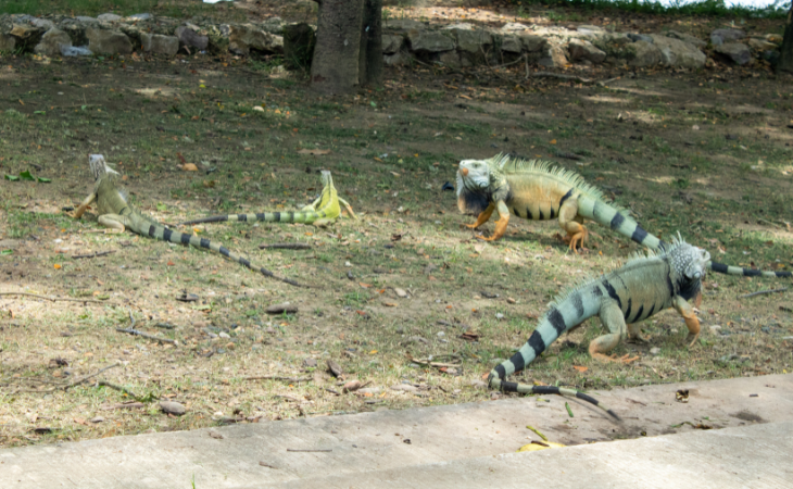 Iguanas