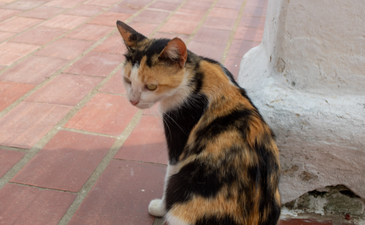 Gato en el cementerio