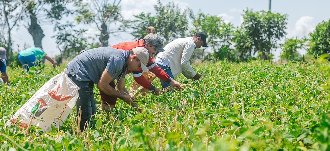 Economía colombiana creció gracias a agro