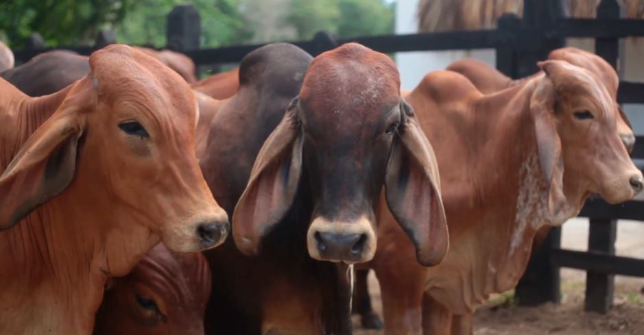 Carne de bovina en Colombia 