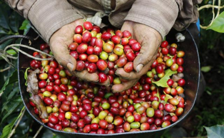 producción de cafe