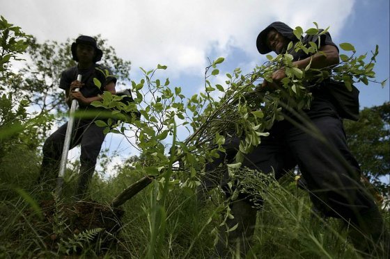 CULTIVOS DE COCA