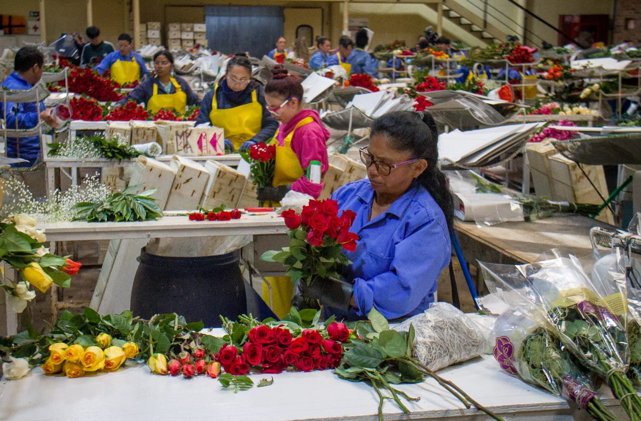 flores de exportación