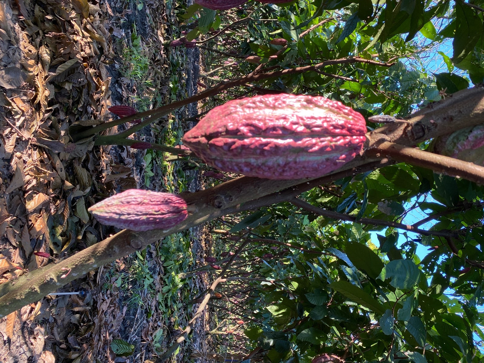 cultivo del cacao