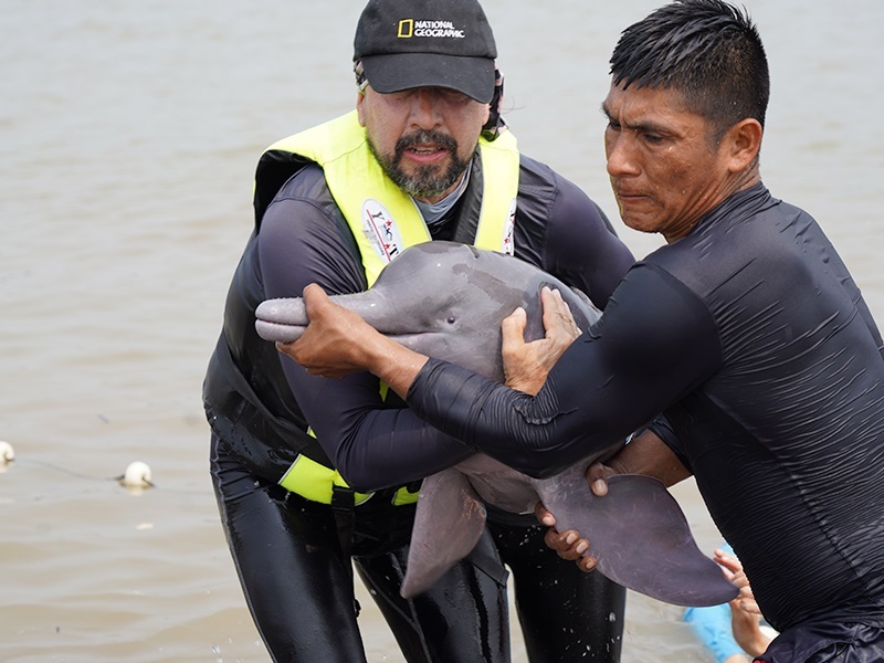 Delfines