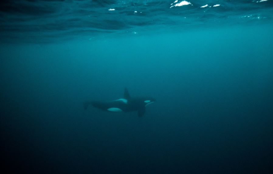 Orcas en el mar