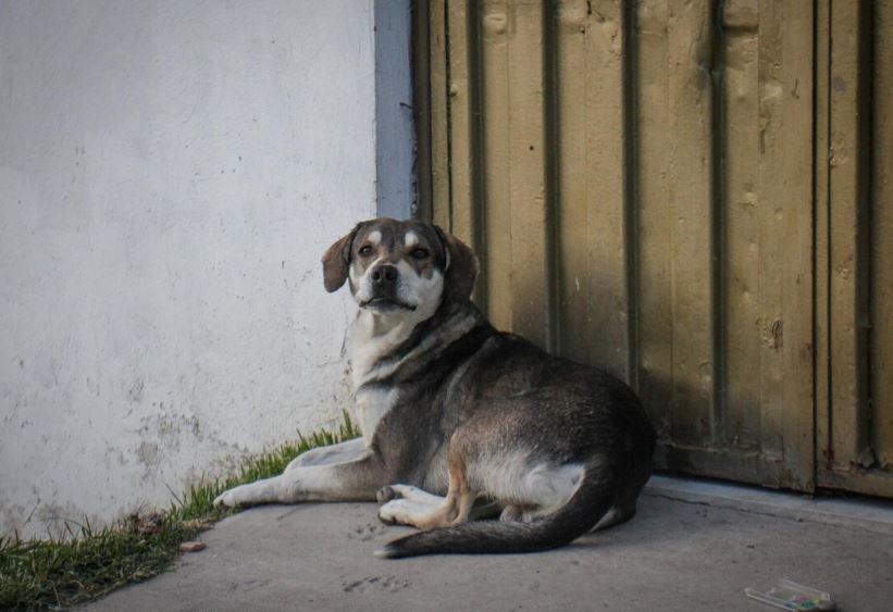 Perro acostado en el andén 