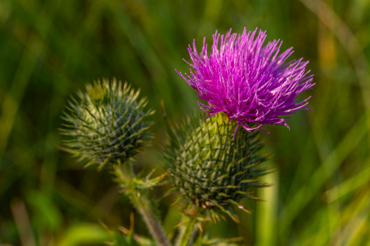 CIRSIUM VULGARE