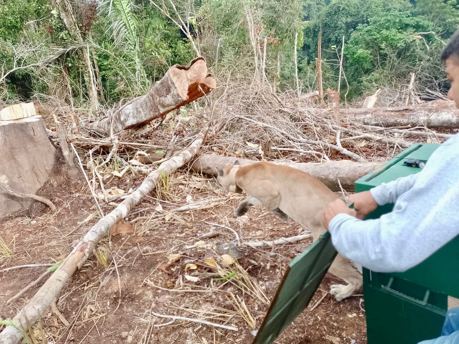 Liberación de pumas en Colombia