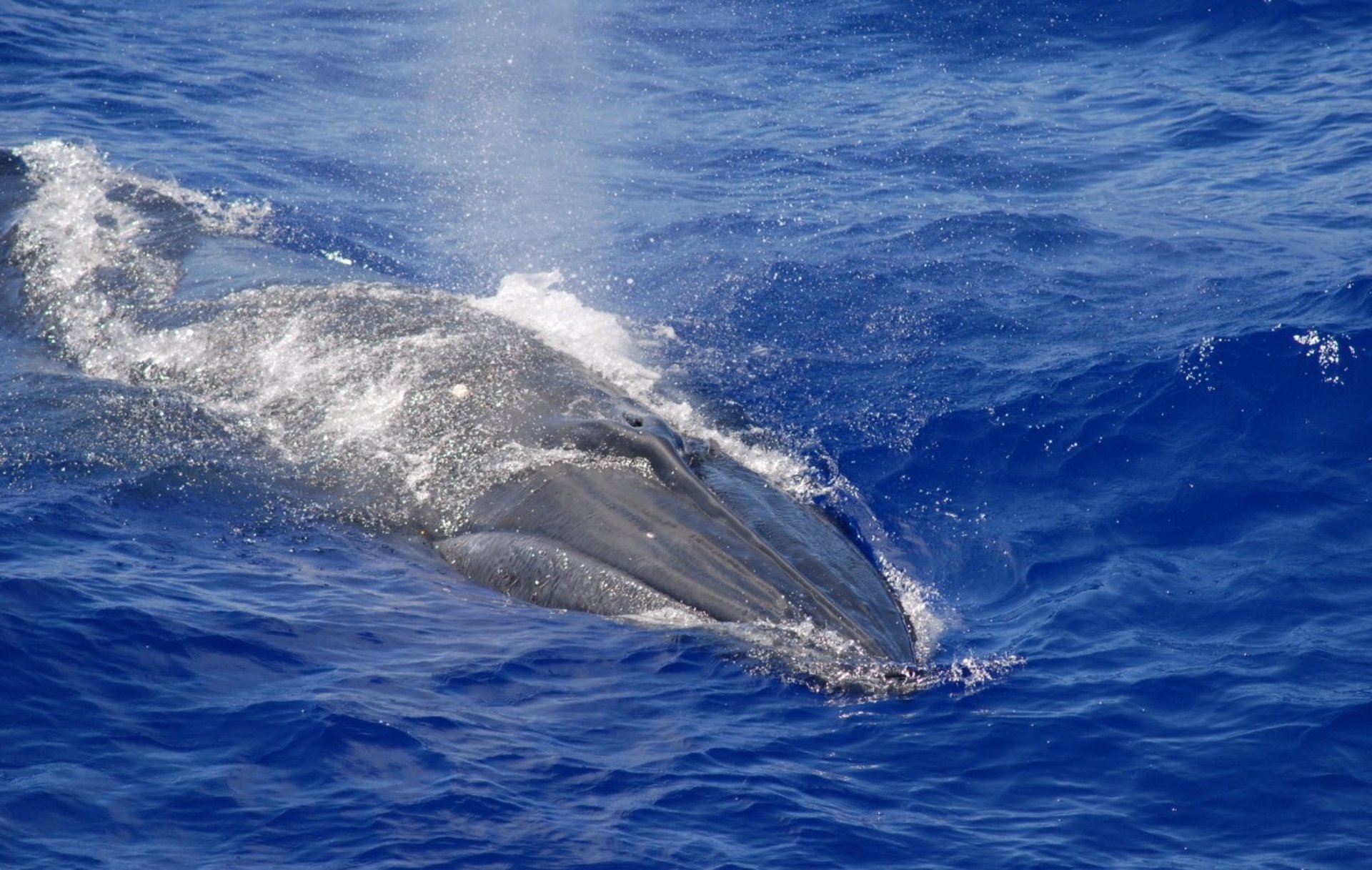 Rorcual de Bryde - NOAA