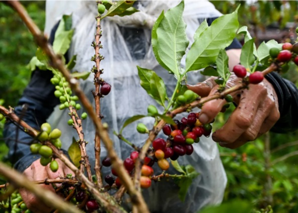 VENTAS DE CAFÉ