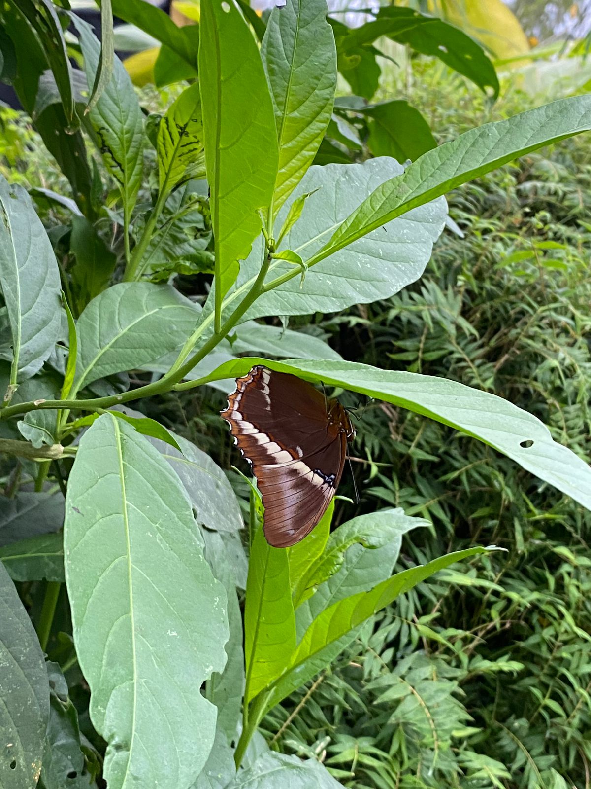 Mariposas