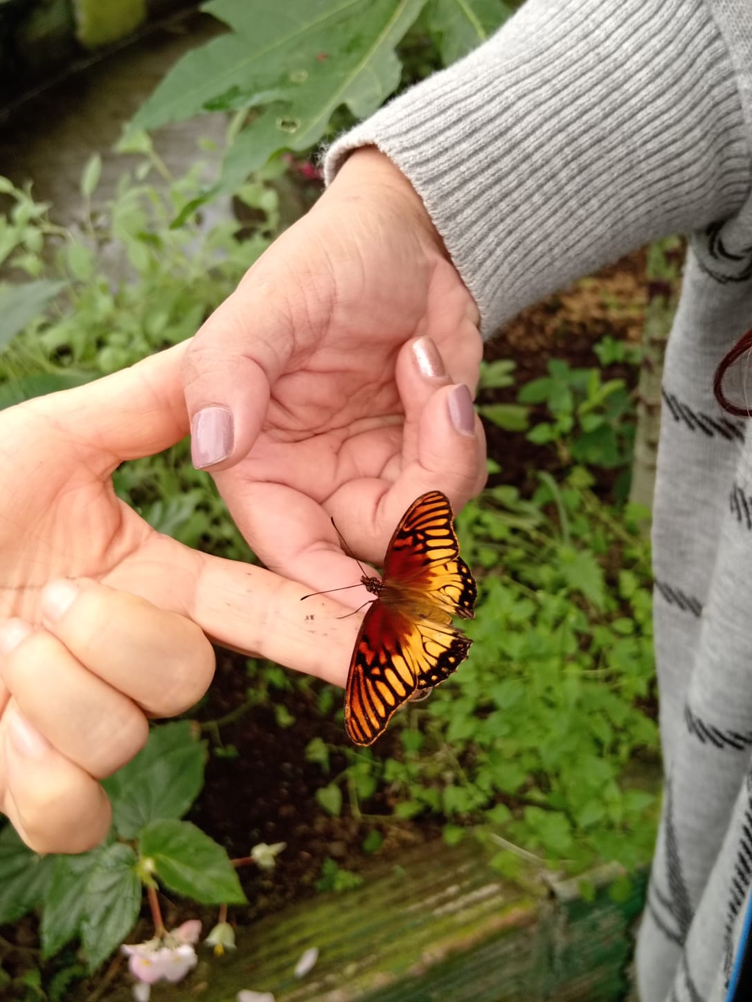 Mariposas