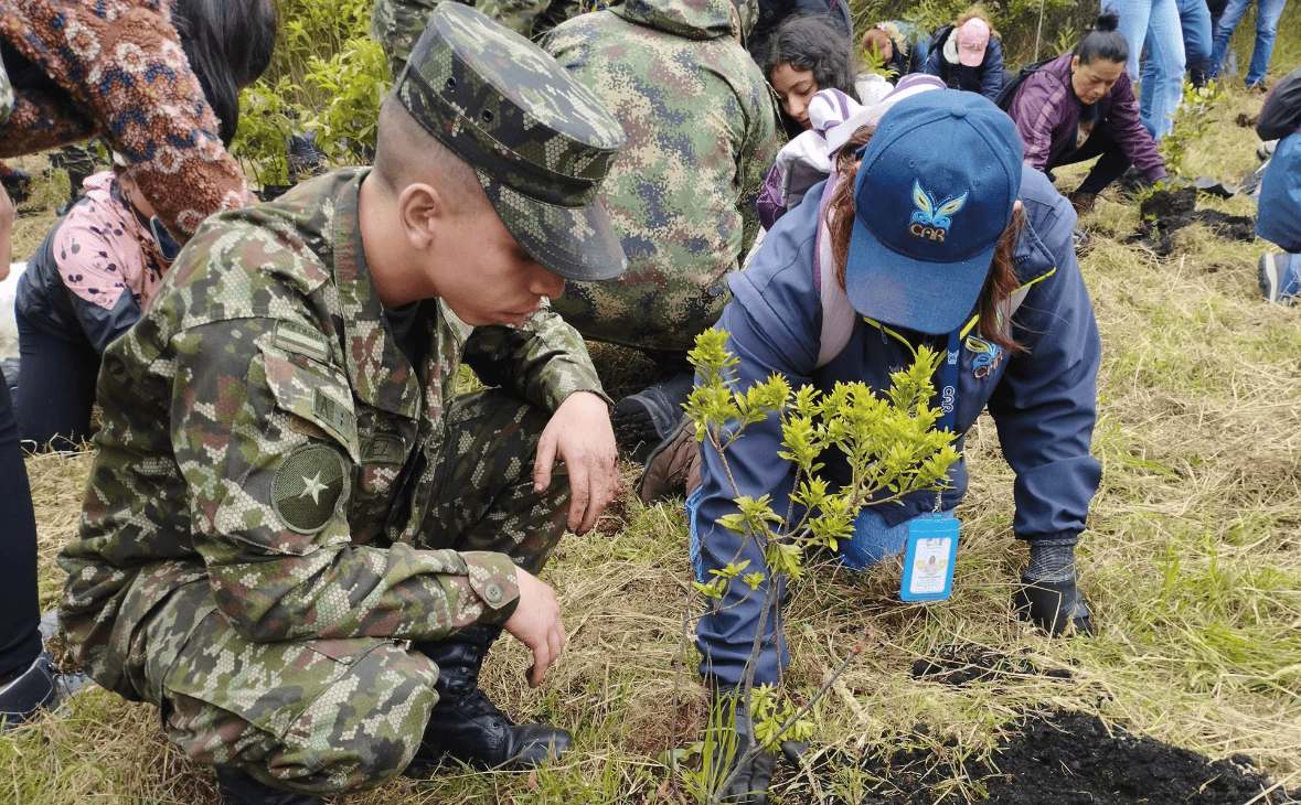 arboles plantados