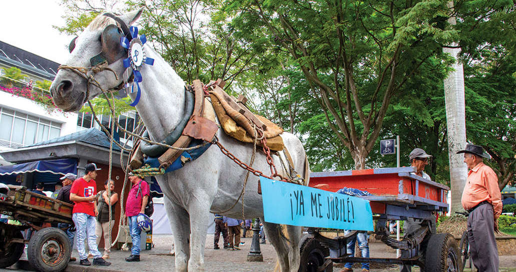 EN COLOMBIA AÚN CIRCULAN 6.839 CABALLOS Y YEGUAS, SEGÚN EL DANE