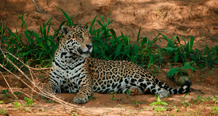 jaguar