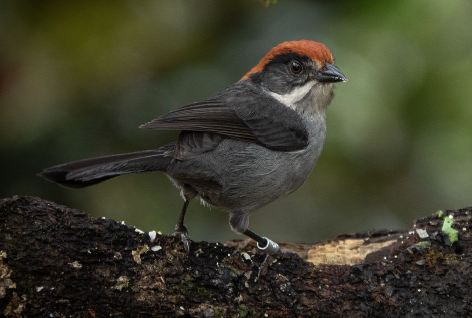 pajaro