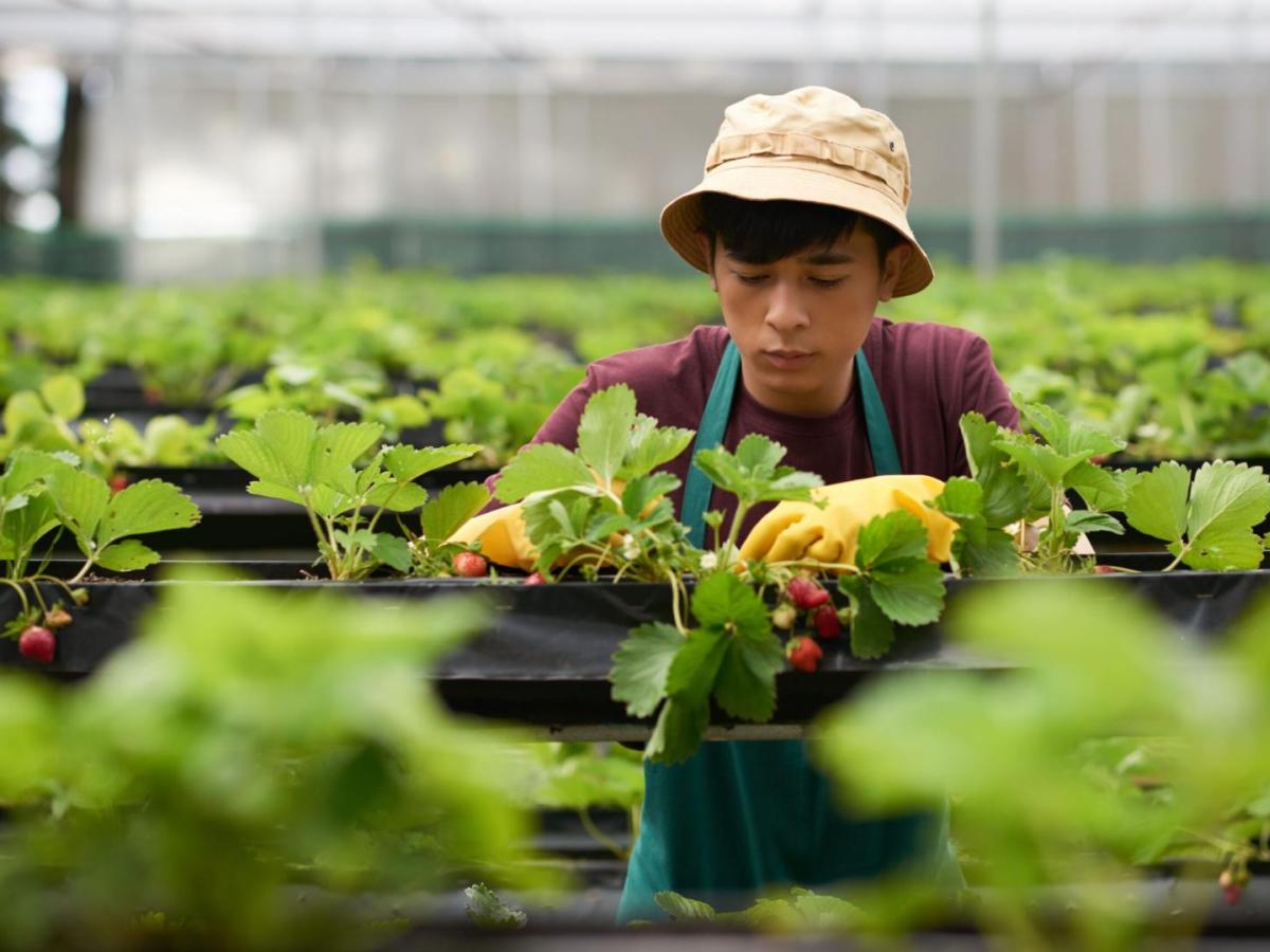 SOLO EL 22% DE LOS JÓVENES ESTÁ EN EL CAMPO