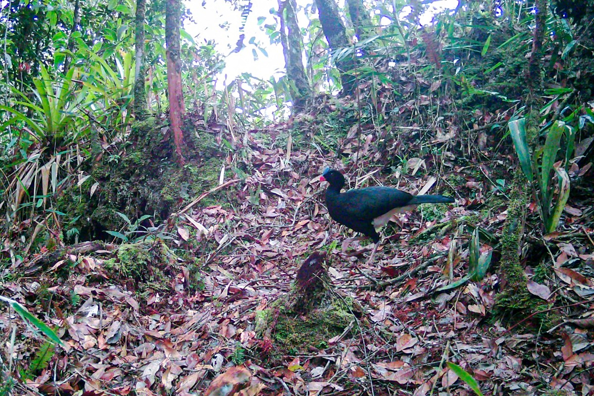 Sira Curassow