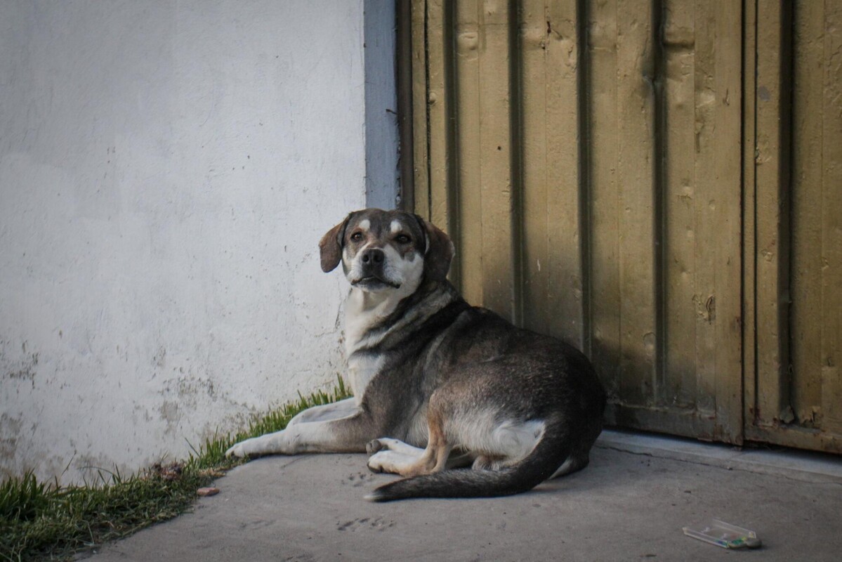 Perros callejeros