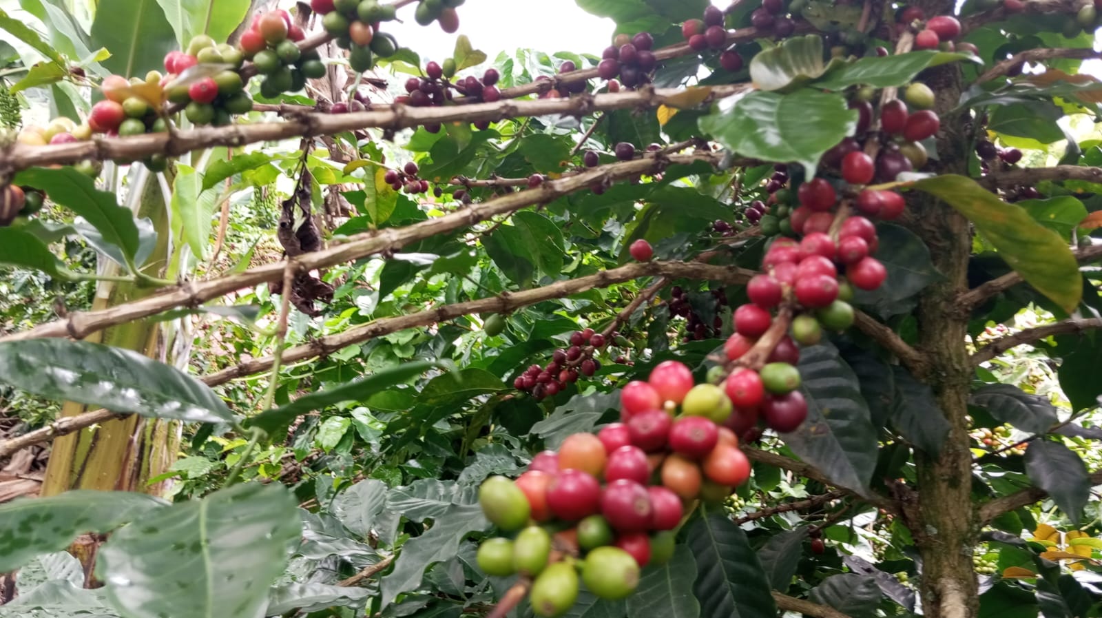 Producción de Café