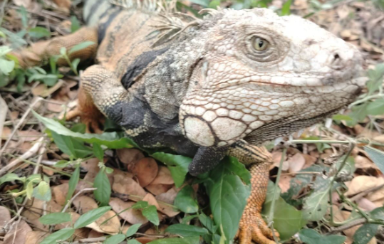 iguana