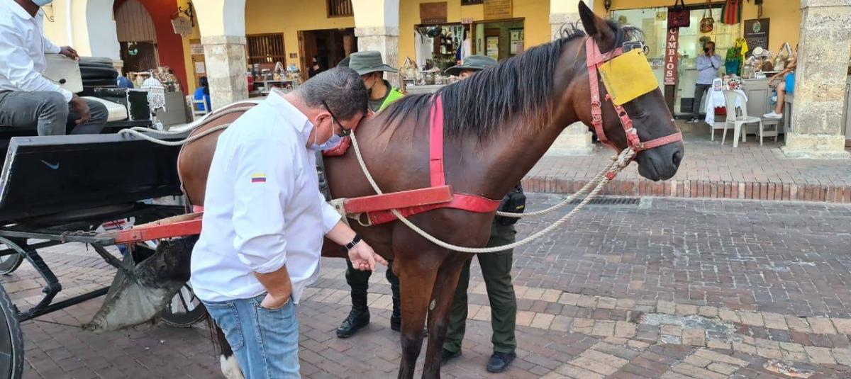 caballos cocheros en Cartagena