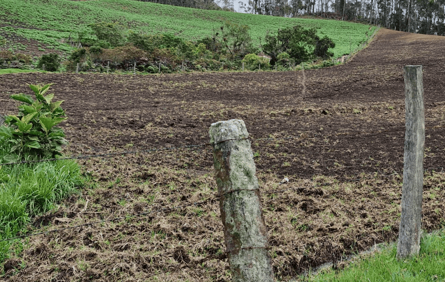 cultivo de papa