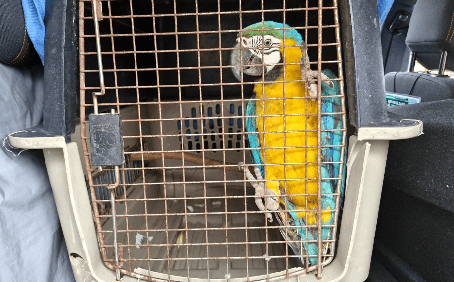 guacamaya