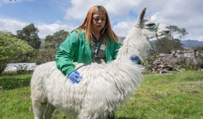 llamas 