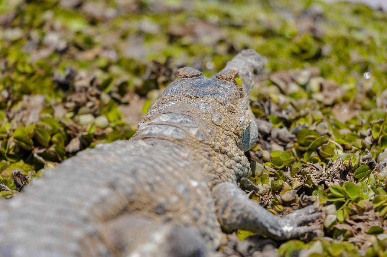 caimanes 