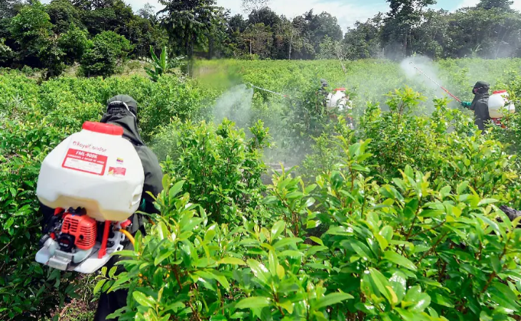 Cultivos de coca.